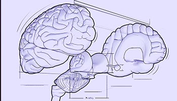 Brain